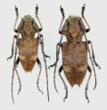 フジコブヤハズカミキリ　ペア　♂15.6mm♀20mm　山梨県芦川村