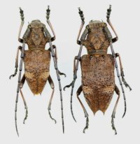 フジコブヤハズカミキリ　ペア　♂15.6mm♀20mm　山梨県芦川村