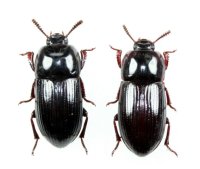 オニエグリゴミムシダマシ　ペア　屋久島
