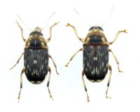 ヤエヤマカギバラヒゲナガゾウムシ　ペア　石垣島