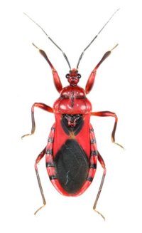 アカシマサシガメ属の一種  ♂　石垣島