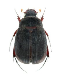 スジビロウドコガネ　1頭　佐賀県