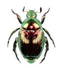 ミヤコマメコガネ　♂（赤色型）　宮古島