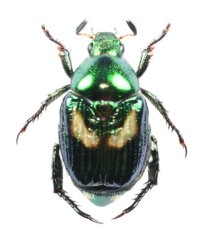 ミヤコマメコガネ　♂（緑色型）　宮古島
