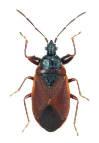 マツヒラタナガカメムシ　1頭　宮古島