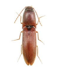 サメハダキコメツキ ♀  西表島