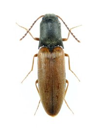 カバイロコメツキ  1頭　兵庫県