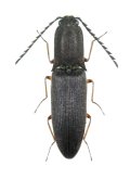 ドウガネヒラタコメツキ　♂　兵庫県