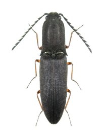 ドウガネヒラタコメツキ　♂　兵庫県