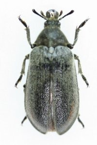 クチキクシヒゲムシ　♀　岩手県