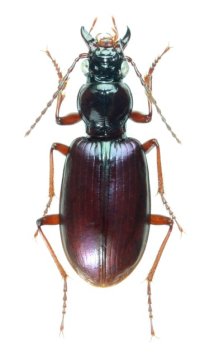 ムラサキスジアシゴミムシ　♀　青森県