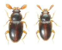 ヒゲブトテントウダマシ ペア　石垣島