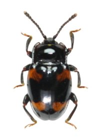キボシテントウダマシ　1頭　宮城県