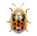 ベニカメノコハムシ　1頭　青森県