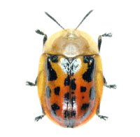 ベニカメノコハムシ　1頭　青森県