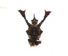 他の写真2: トゲウサギツノゼミの近似種　Centrochares horrifica　フィリピン（ミンダナオ島）