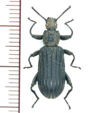 ゴミムシダマシの一種　Tenebrionidae species　フィリピン（ミンダナオ島）