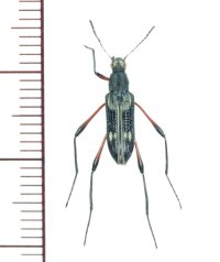 ゴミムシダマシの一種　Tenebrionidae species　フィリピン（ミンダナオ島）