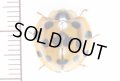 テントウムシの一種　Coccinellidae species フィリピン（ミンドロ島）