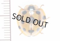 テントウムシの一種　Coccinellidae species フィリピン（ミンドロ島）