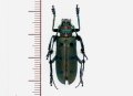 カミキリムシの一種  ♀　Diastoccera wallichii tonkinensis   ベトナム(ベトナム南部)