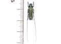 カミキリムシの一種　Cerambycid species ベトナム(ベトナム南部)
