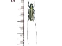 カミキリムシの一種　Cerambycid species ベトナム(ベトナム南部)