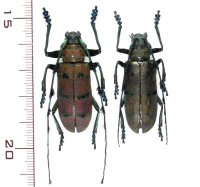 カミキリムシの一種  ペア　Diastoccera wallichii tonkinensis   ベトナム(ベトナム北東部)