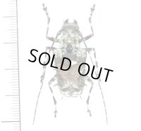 カミキリムシの一種 ♀　Polyrhaphis spinosa   フランス領ギアナ