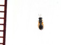 アシブトヘリカメムシの卵寄生蜂 Protelenomus sp. 1頭　石垣島