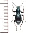 ニシツヤヒサゴゴミムシダマシ　1頭　徳島県