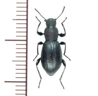 シワヒサゴゴミムシダマシ　1頭　宮城県