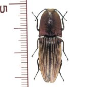 ミドリサビコメツキ　1頭　Chalcolepidius porcatus   フランス領ギアナ