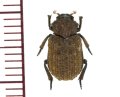 コブスジコガネの一種　Polynoncus juglans 1頭　フランス領ギアナ