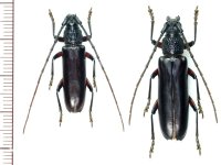 カミキリムシの一種　Sphallotrichus bidens　ペア   フランス領ギアナ