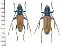 カミキリムシの一種　Plocaederus rusticus　ペア   フランス領ギアナ