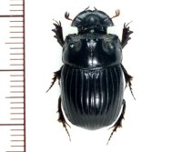 ダイコクコガネの一種  ♂  Corpis sp.  ベトナム(ベトナム中部)