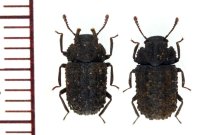 コブスジツノゴミムシダマシ　ペア　北海道