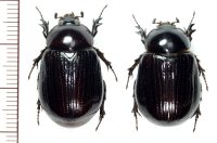 クロマルカブトの一種　Hylobothynus arnaudi ペア   フランス領ギアナ