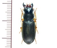 オオゴモクムシ　♀　熊本県