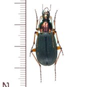 スジアオゴミムシ　♀　徳島県