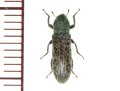 オニクビカクシゴミムシダマシ　 1頭　石垣島