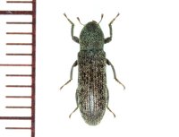オニクビカクシゴミムシダマシ　 1頭　石垣島