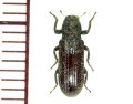 オオクビカクシゴミムシダマシ　 1頭　石垣島