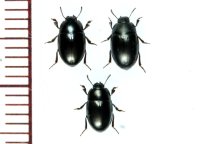 マルヒラスナゴミムシダマシ　3頭　石垣島
