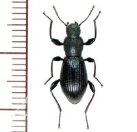 シワヒサゴゴミムシダマシ　1頭　福島県