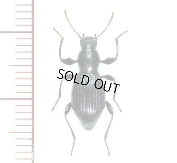 画像1: ニシツヤヒサゴゴミムシダマシ　1頭　福岡県