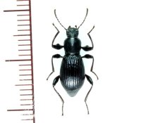 ニシツヤヒサゴゴミムシダマシ　1頭　京都府
