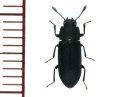 リュウキュウヒメツノゴミムシダマシ　 ♂　奄美大島