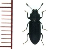 リュウキュウヒメツノゴミムシダマシ　 ♂　奄美大島